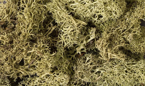 A SPRING GREEN LICHEN (1.5QT/82CI) priced at $21.99 available from Echelon Hobbies