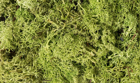 A LIGHT GREEN LICHEN (1.5QT/82CI) priced at $21.99 available from Echelon Hobbies