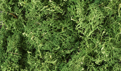 A MEDIUM GREEN LICHEN (1.5QT/82CI) priced at $21.99 available from Echelon Hobbies