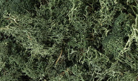 A DARK GREEN LICHEN (1.5QT/82CI) priced at $21.99 available from Echelon Hobbies