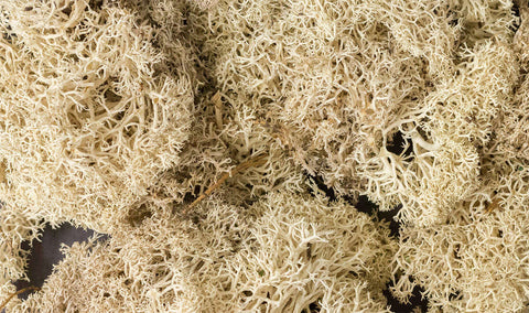 A NATURAL LICHEN (1.5QT/82CI) priced at $21.99 available from Echelon Hobbies