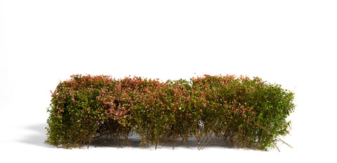 A AK Interactive Blomming Pink Shrubberies 1/35 / 75mm / 90mm priced at $21.99 available from Echelon Hobbies